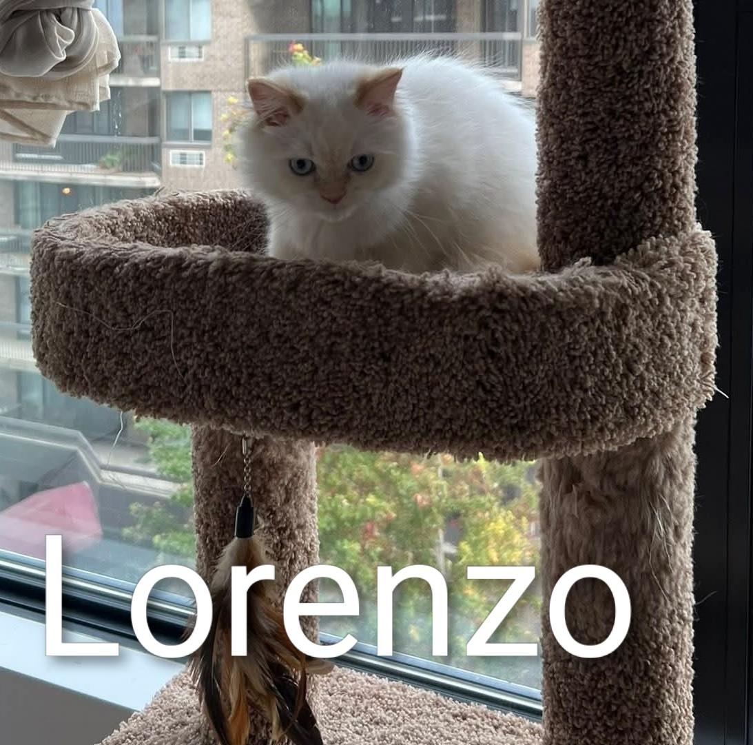 Lorenzo  (m) Himalayan Flame point siamese