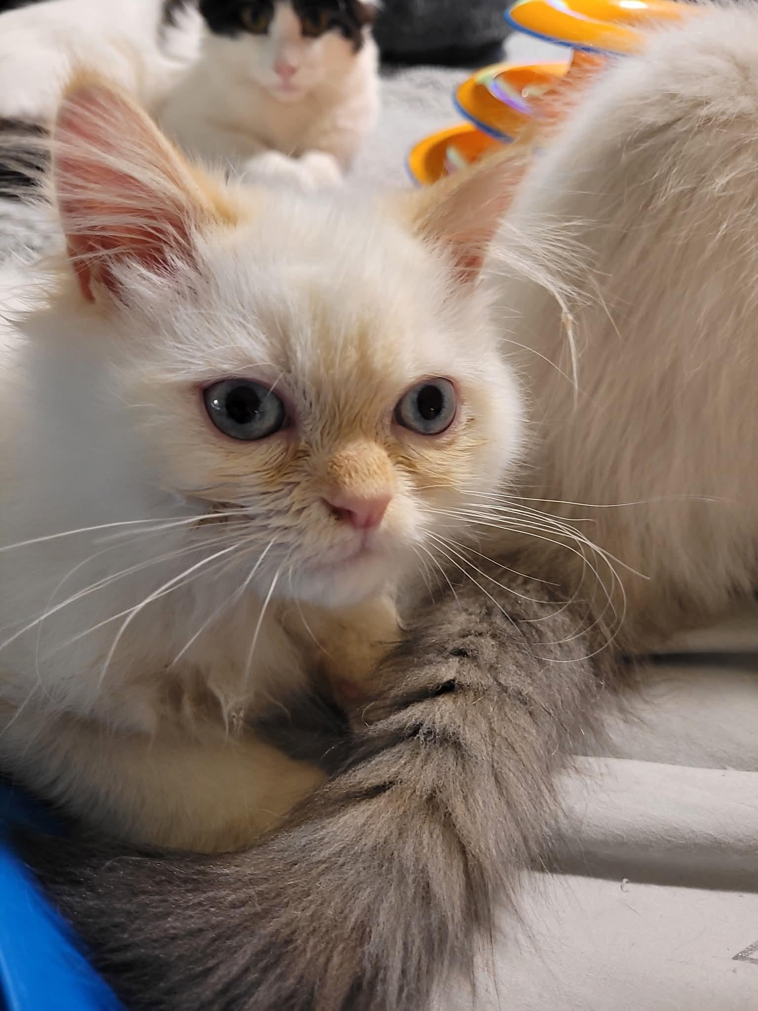 Lorenzo  (m) Himalayan Flame point siamese, an adoptable Himalayan in Ottawa, ON, K4A 0P3 | Photo Image 1