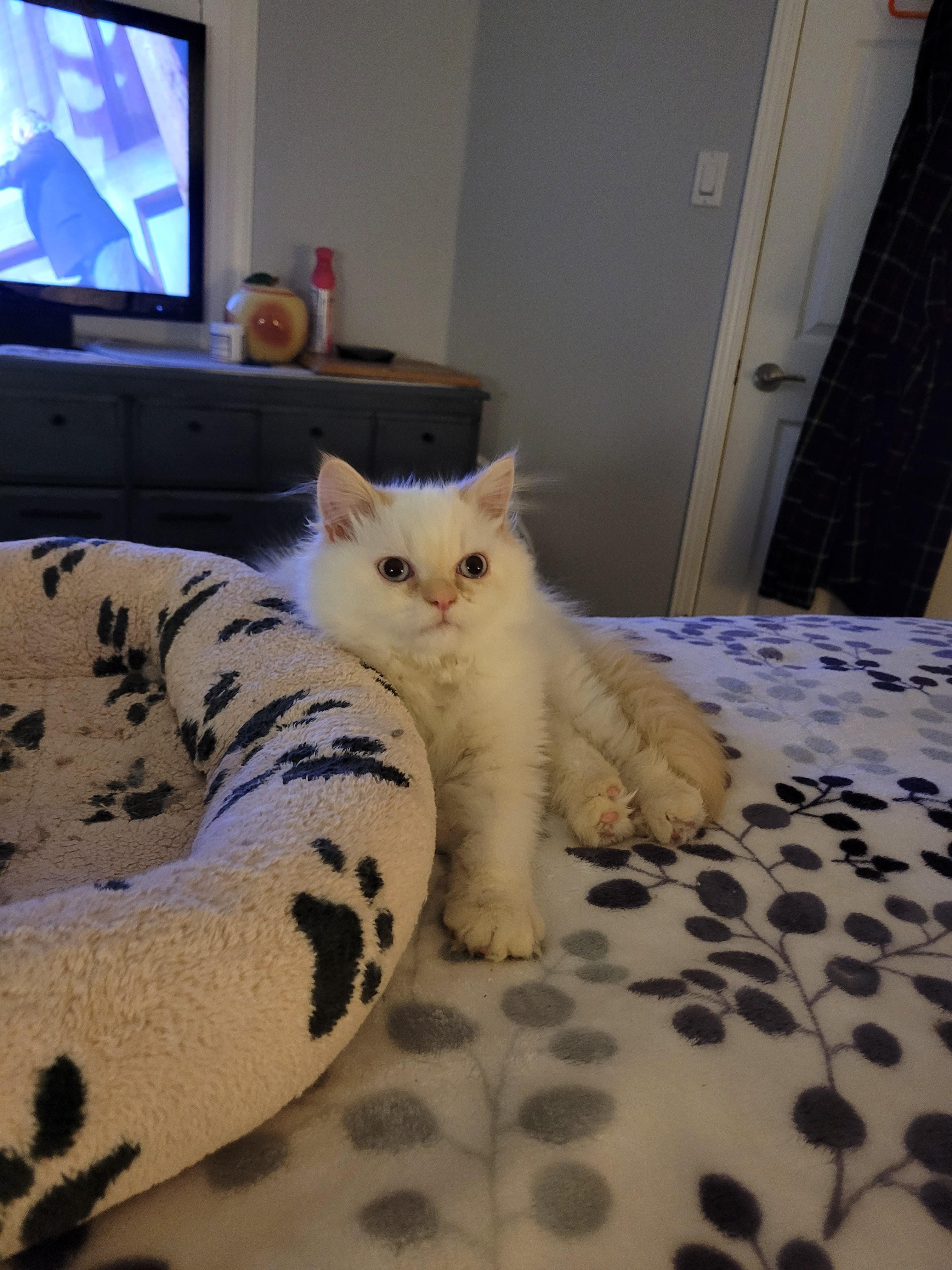 Lorenzo  (m) Himalayan Flame point siamese, an adoptable Himalayan in Ottawa, ON, K4A 0P3 | Photo Image 4