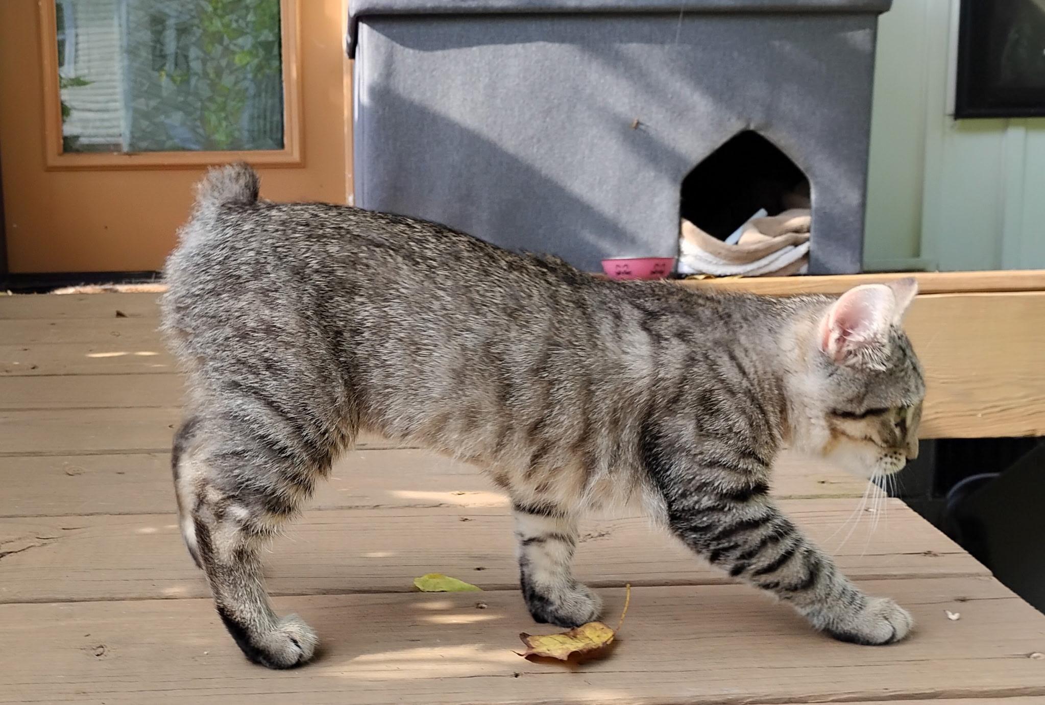 Enlarge Ricky and Bobbi, a ADOPTABLE Domestic Short Hair in Knoxville, TN image 5/5