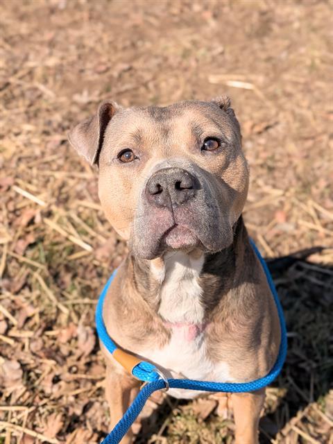 TWINKIE, Adoptable, Adult Male Pit Bull Terrier & Mixed Breed.