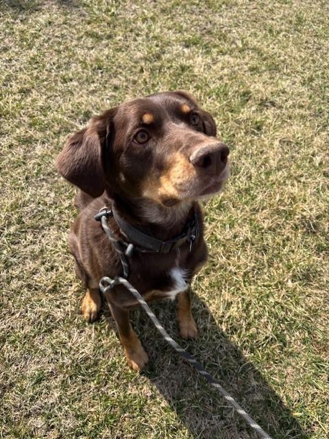 Lincoln James, Adoptable, Adult Male Chocolate Labrador Retriever.