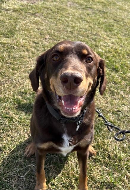 Enlarge Lincoln James, a Adoptable Chocolate Labrador Retriever in Hawk Point, MO image 2/4