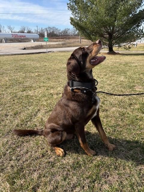 Enlarge Lincoln James, a Adoptable Chocolate Labrador Retriever in Hawk Point, MO image 3/4