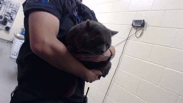 CHIPMUNK, Adoptable, Adult Male Domestic Short Hair.