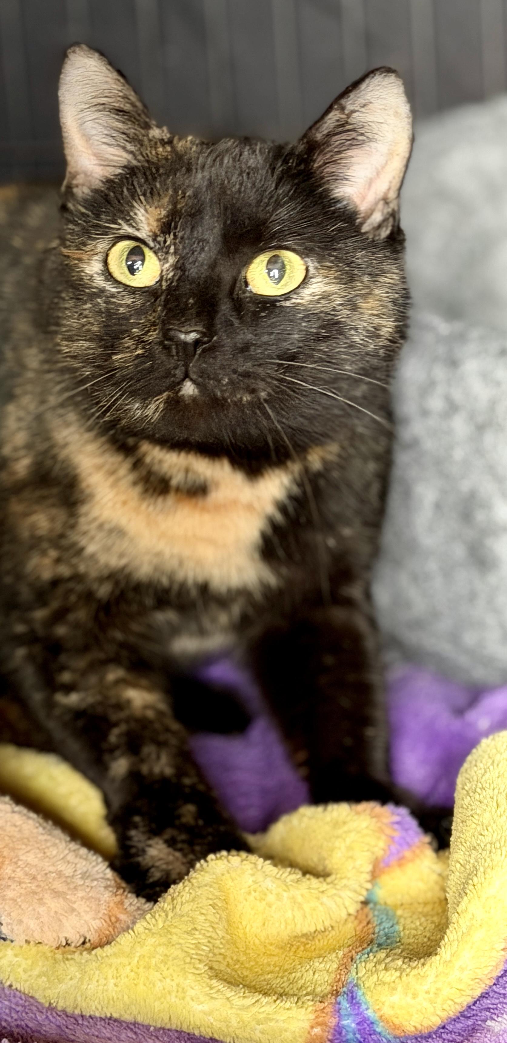 Spice, a Adoptable Domestic Short Hair in Tillamook, OR image 3/6