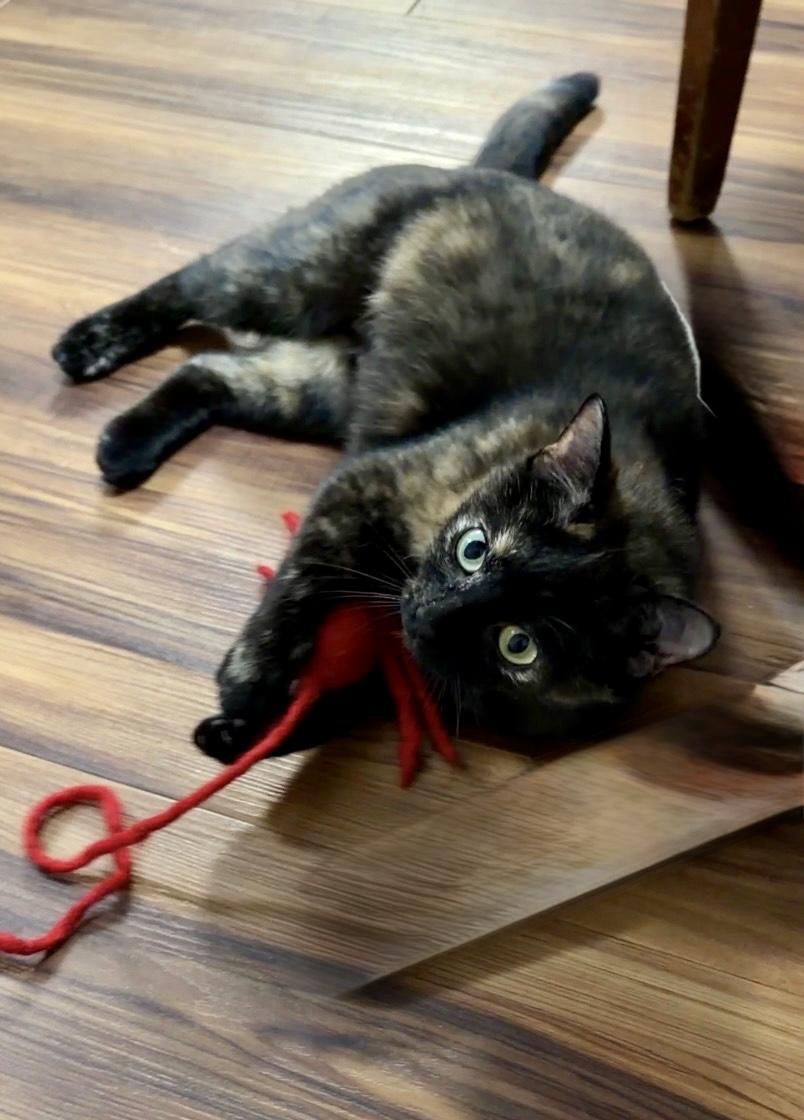 Spice, a Adoptable Domestic Short Hair in Tillamook, OR image 2/6