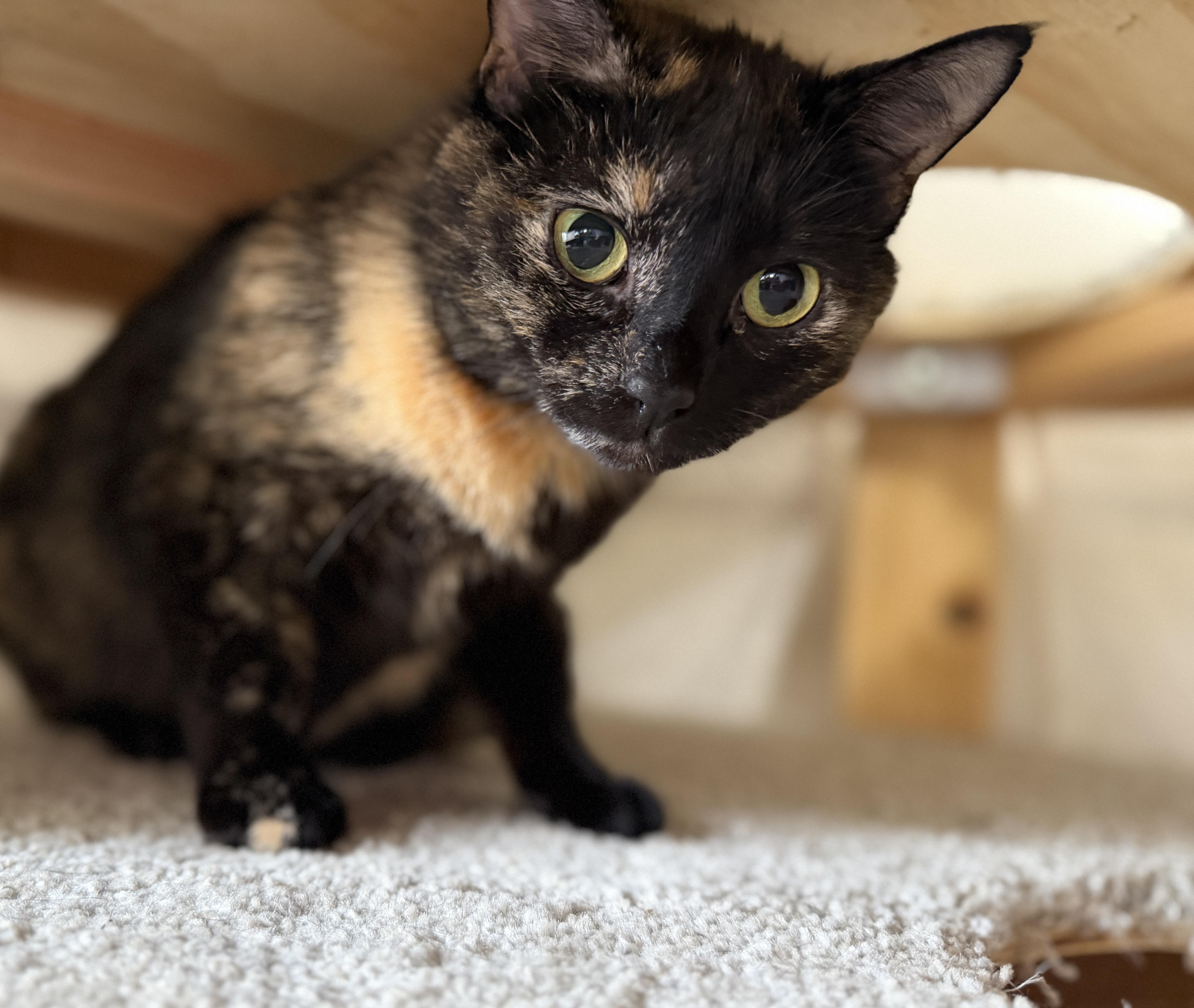 Spice, a Adoptable Domestic Short Hair in Tillamook, OR image 6/6