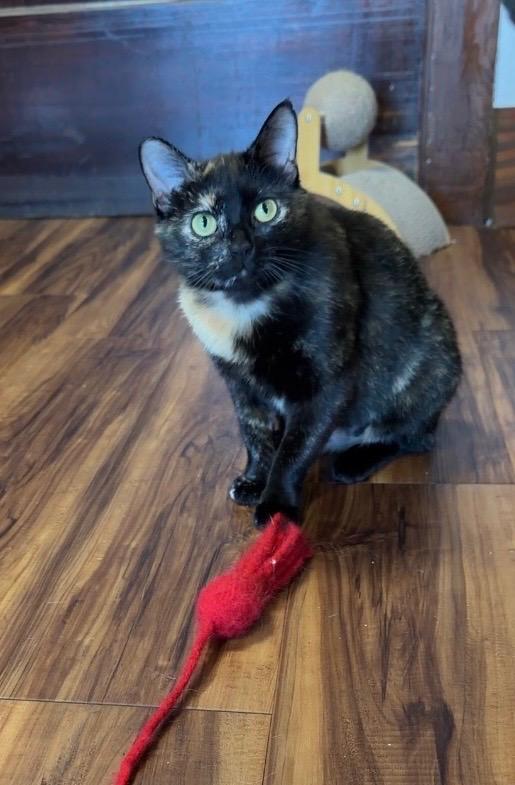 Spice, a Adoptable Domestic Short Hair in Tillamook, OR image 5/6