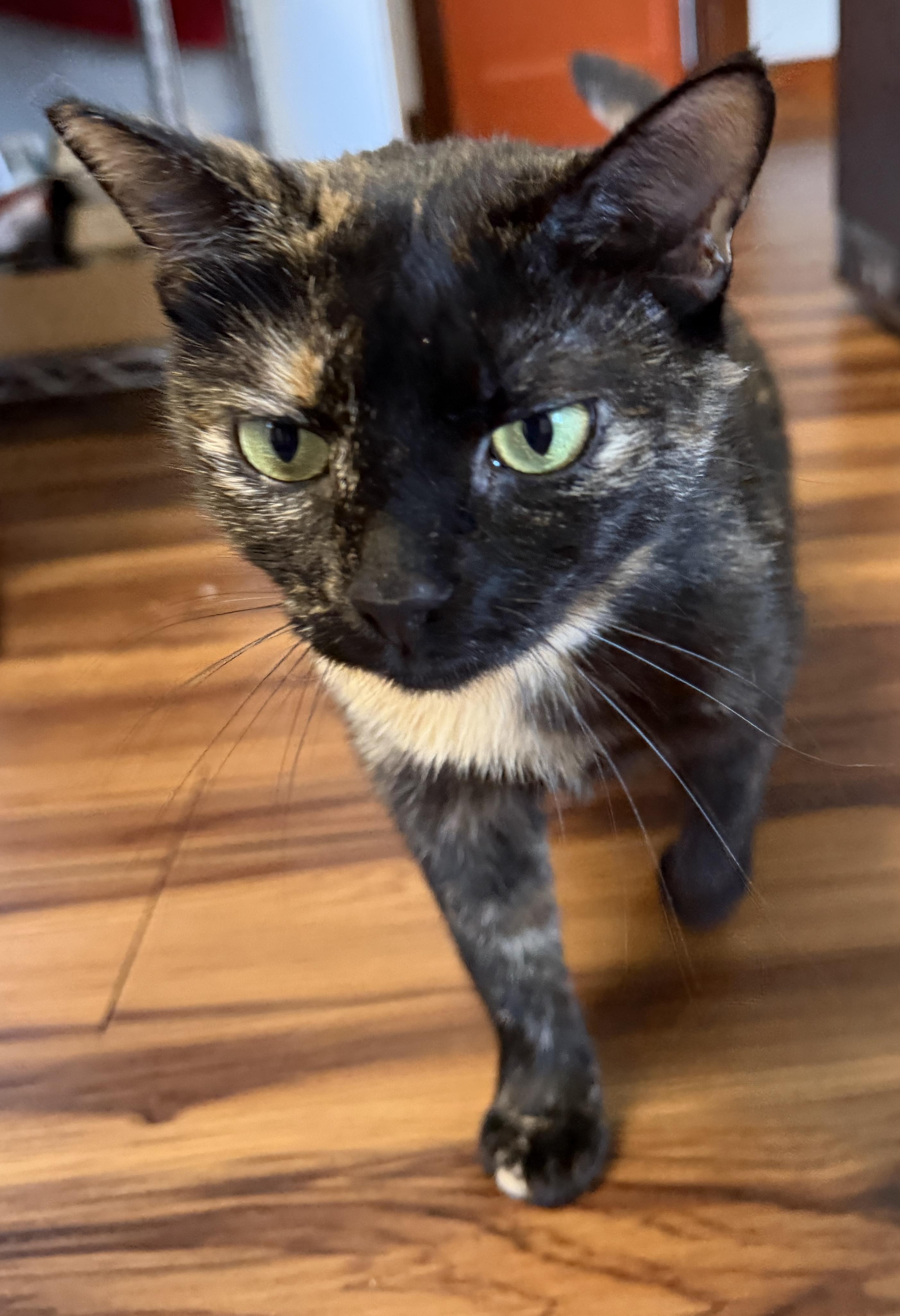 Spice, a Adoptable Domestic Short Hair in Tillamook, OR image 1/6