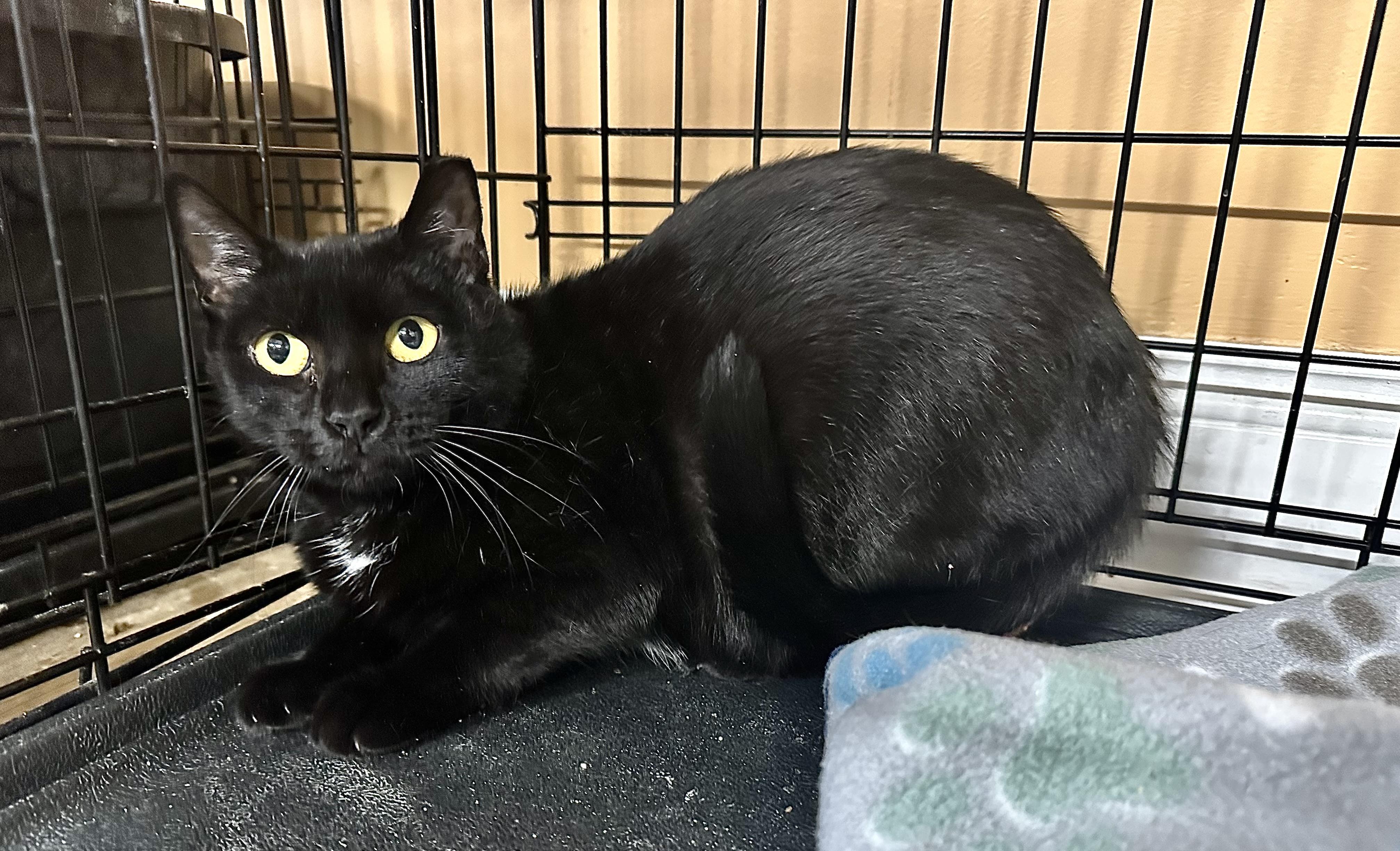 Sabrina, ADOPTABLE, Young Female Domestic Short Hair.