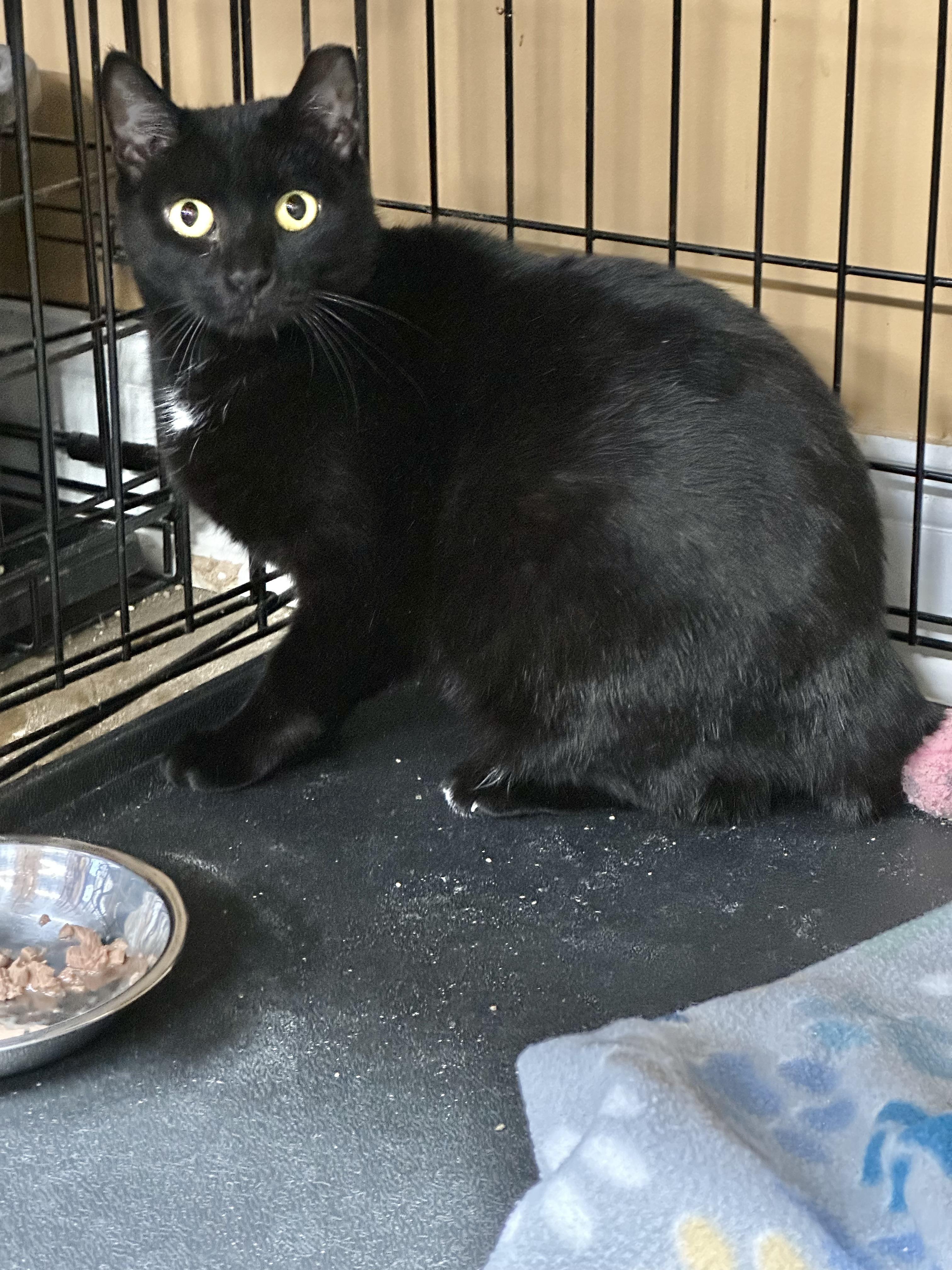 Enlarge Sabrina, a ADOPTABLE Domestic Short Hair in Pleasantville, NJ image 2/2