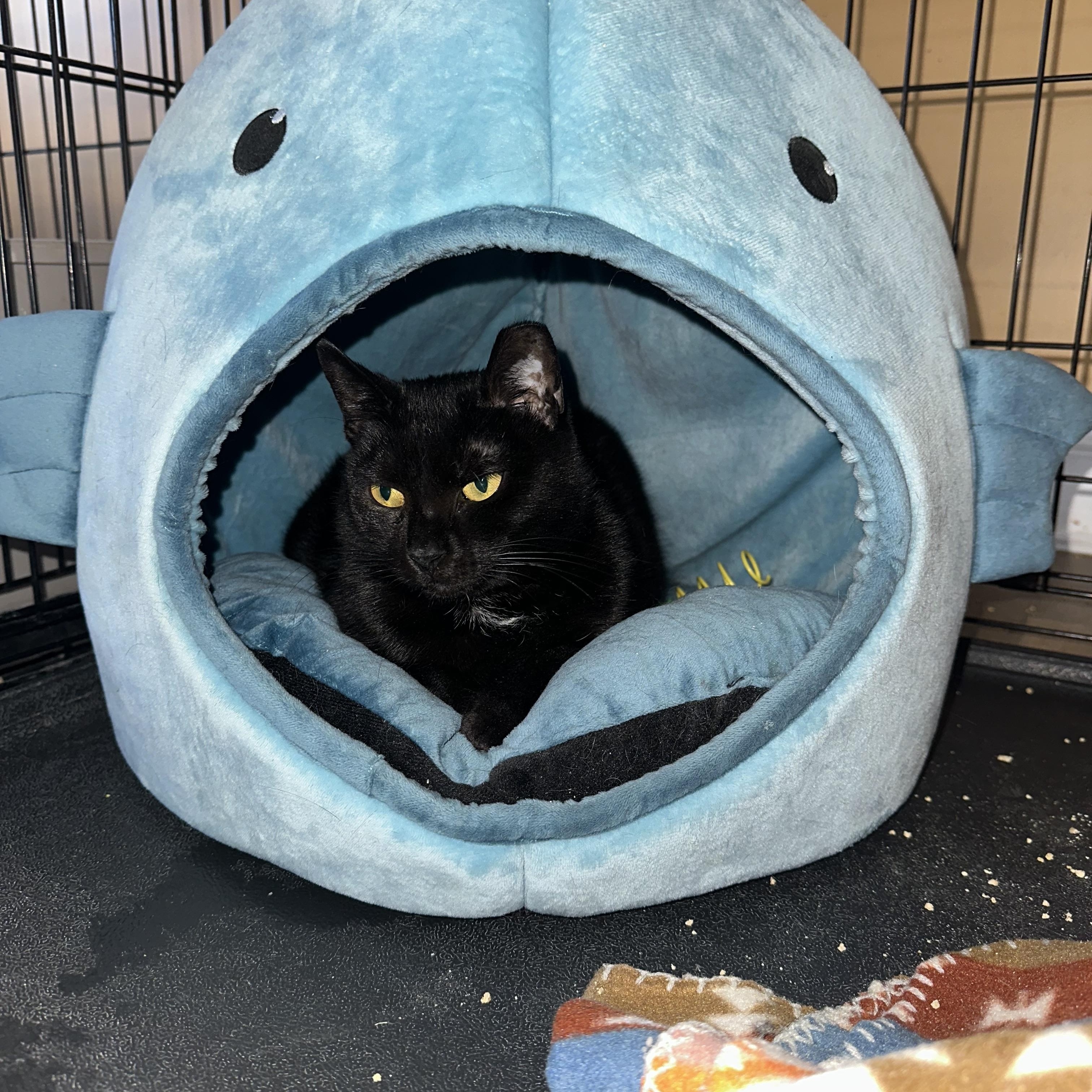 Sabrina, a ADOPTABLE Domestic Short Hair in Pleasantville, NJ image 4/4