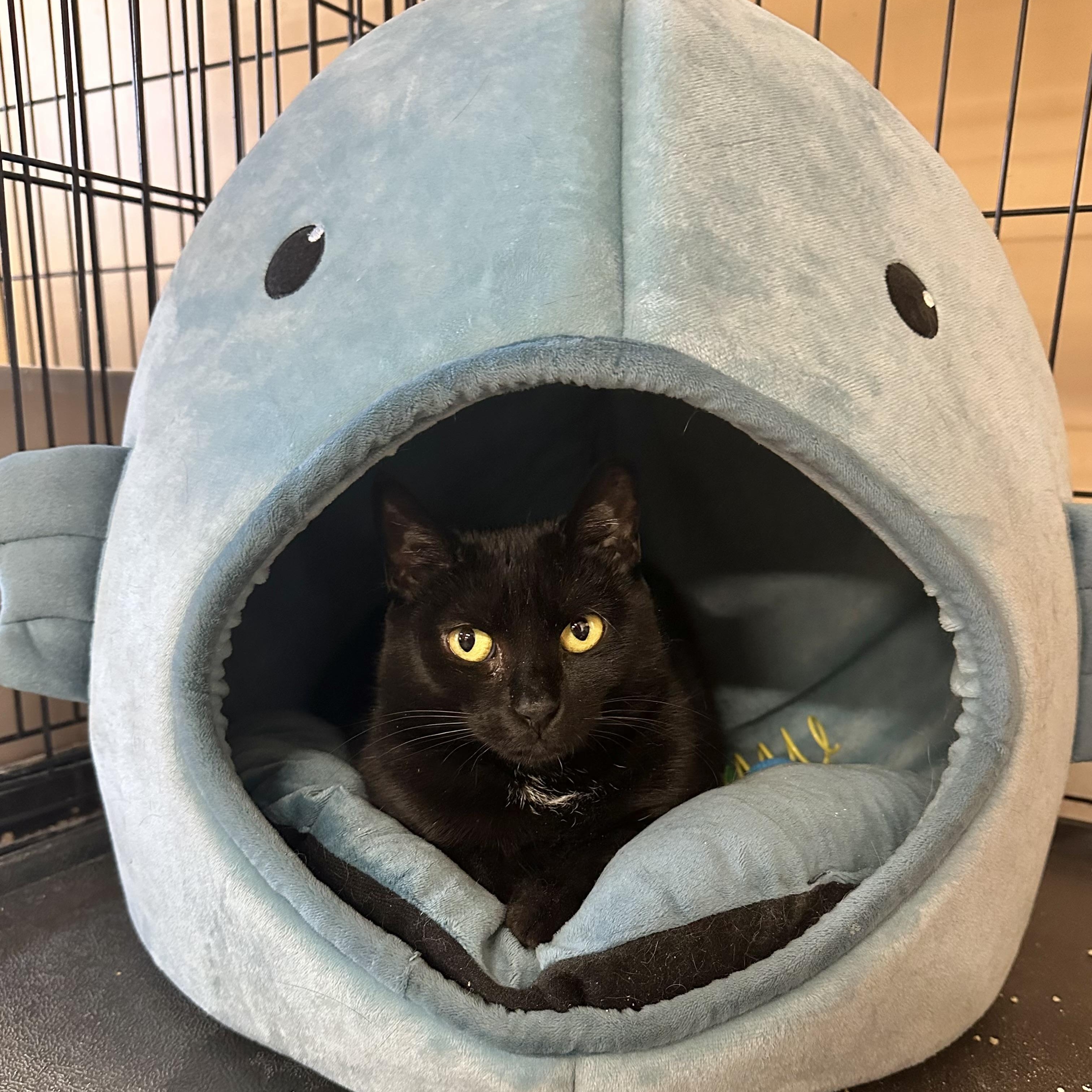 Sabrina, ADOPTABLE, Young Female Domestic Short Hair.