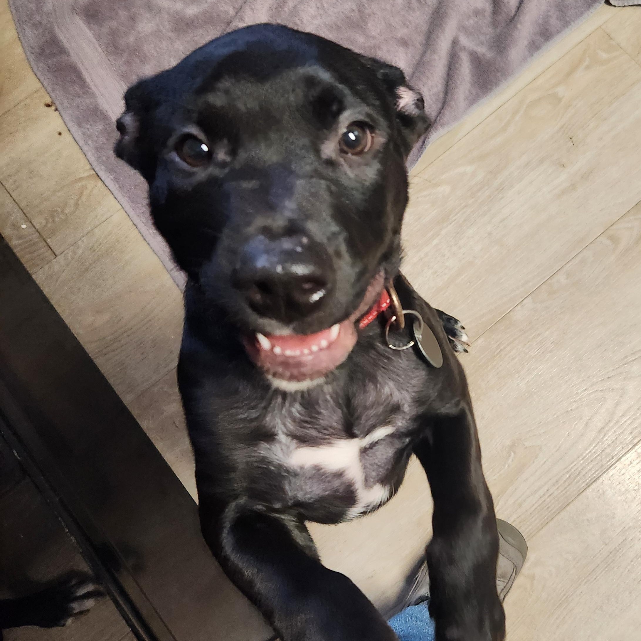 Enlarge Mannix ~ Adopted 12/20/25, an adopted mixed breed in Livonia, MI image 4/6