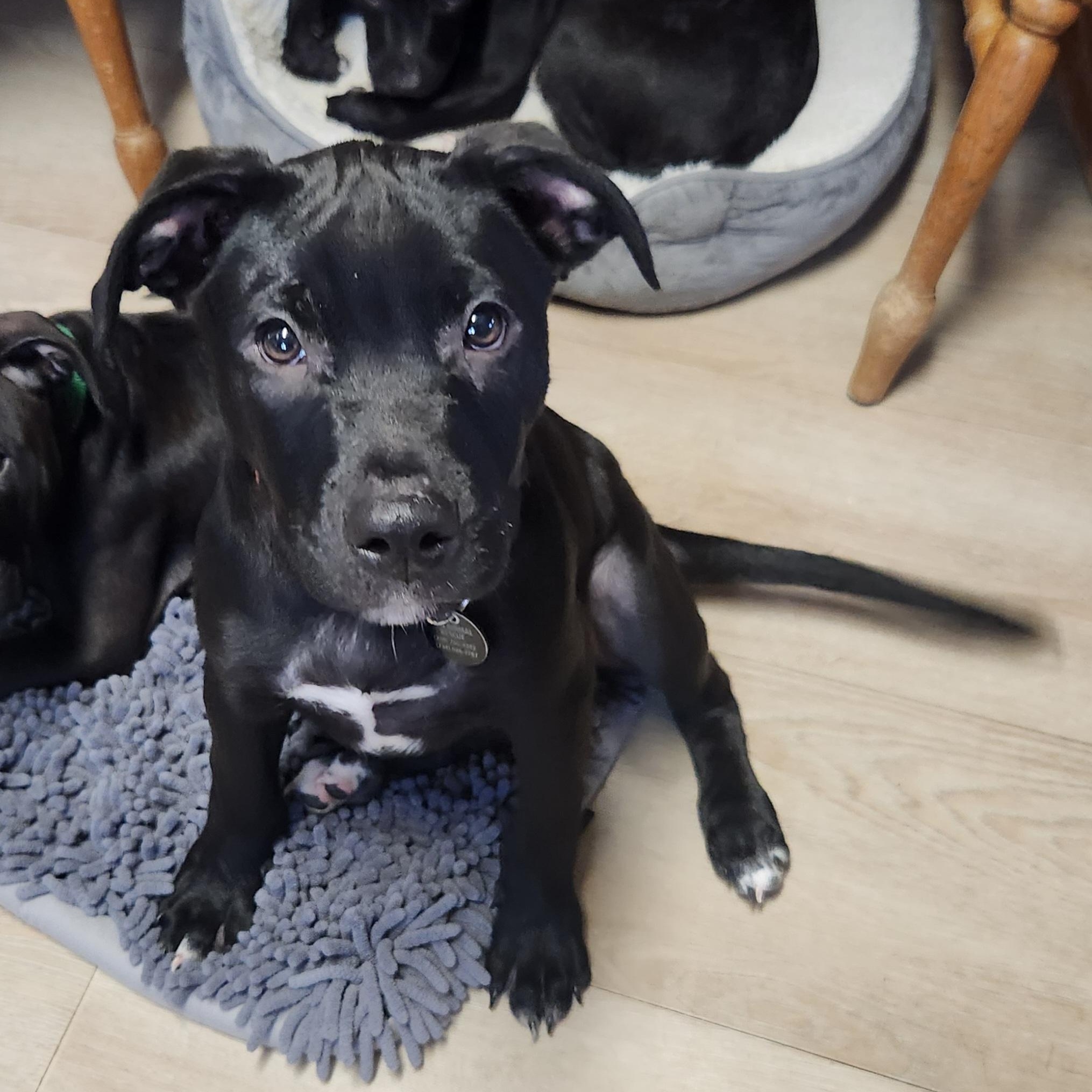 Enlarge Mannix ~ Adopted 12/20/25, an adopted mixed breed in Livonia, MI image 1/6