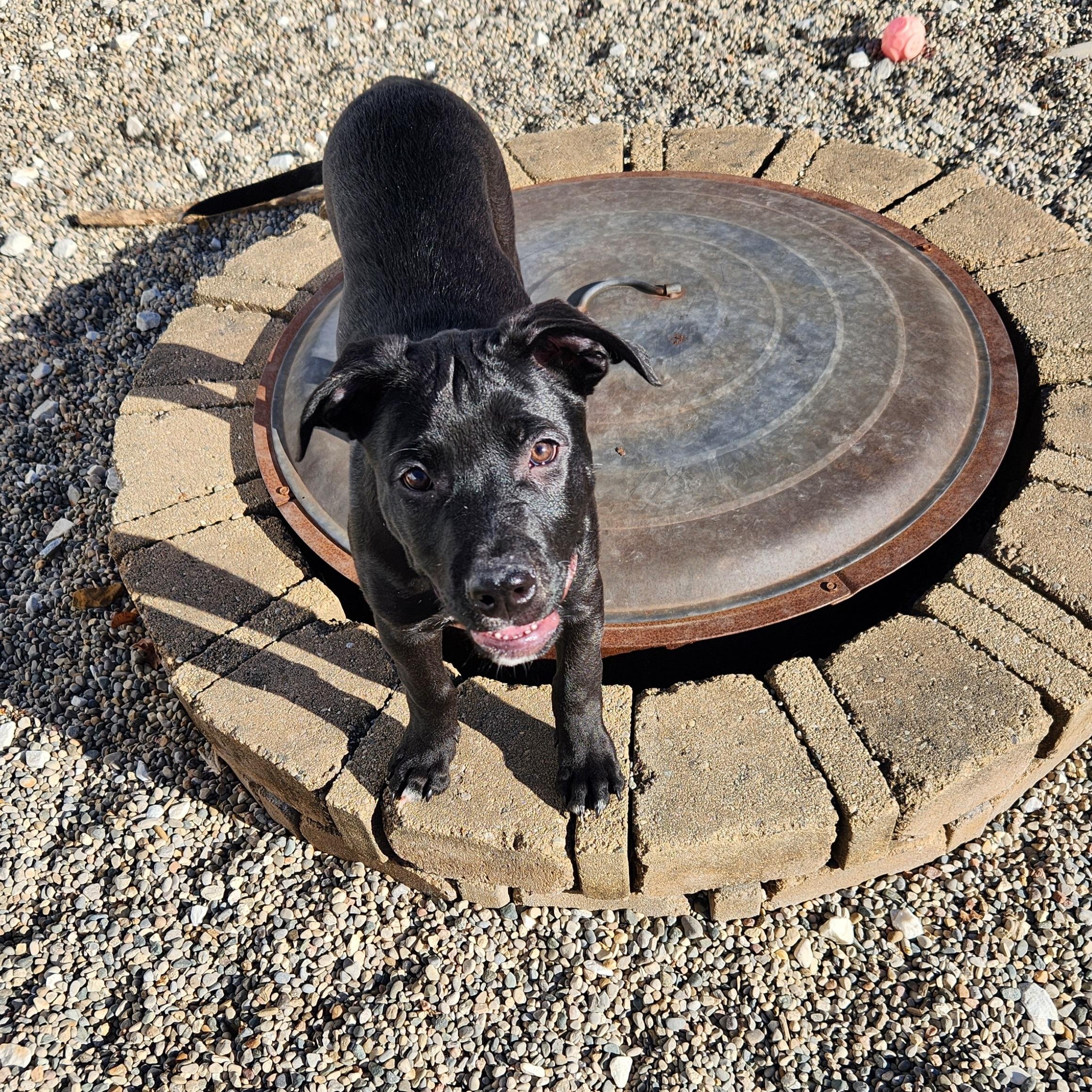 Enlarge Mannix ~ Adopted 12/20/25, an adopted mixed breed in Livonia, MI image 2/6