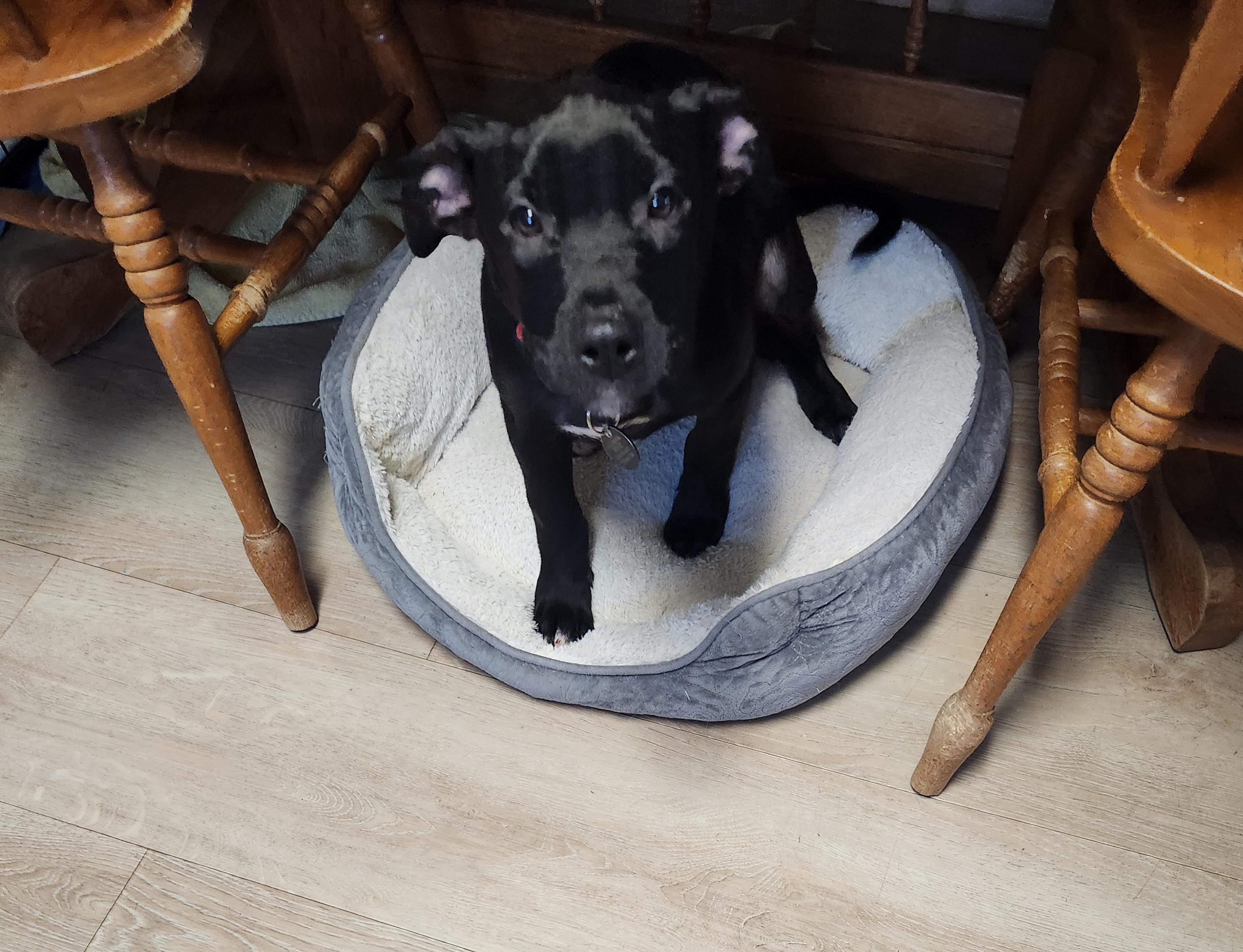 Enlarge Mannix ~ Adopted 12/20/25, an adopted mixed breed in Livonia, MI image 5/6