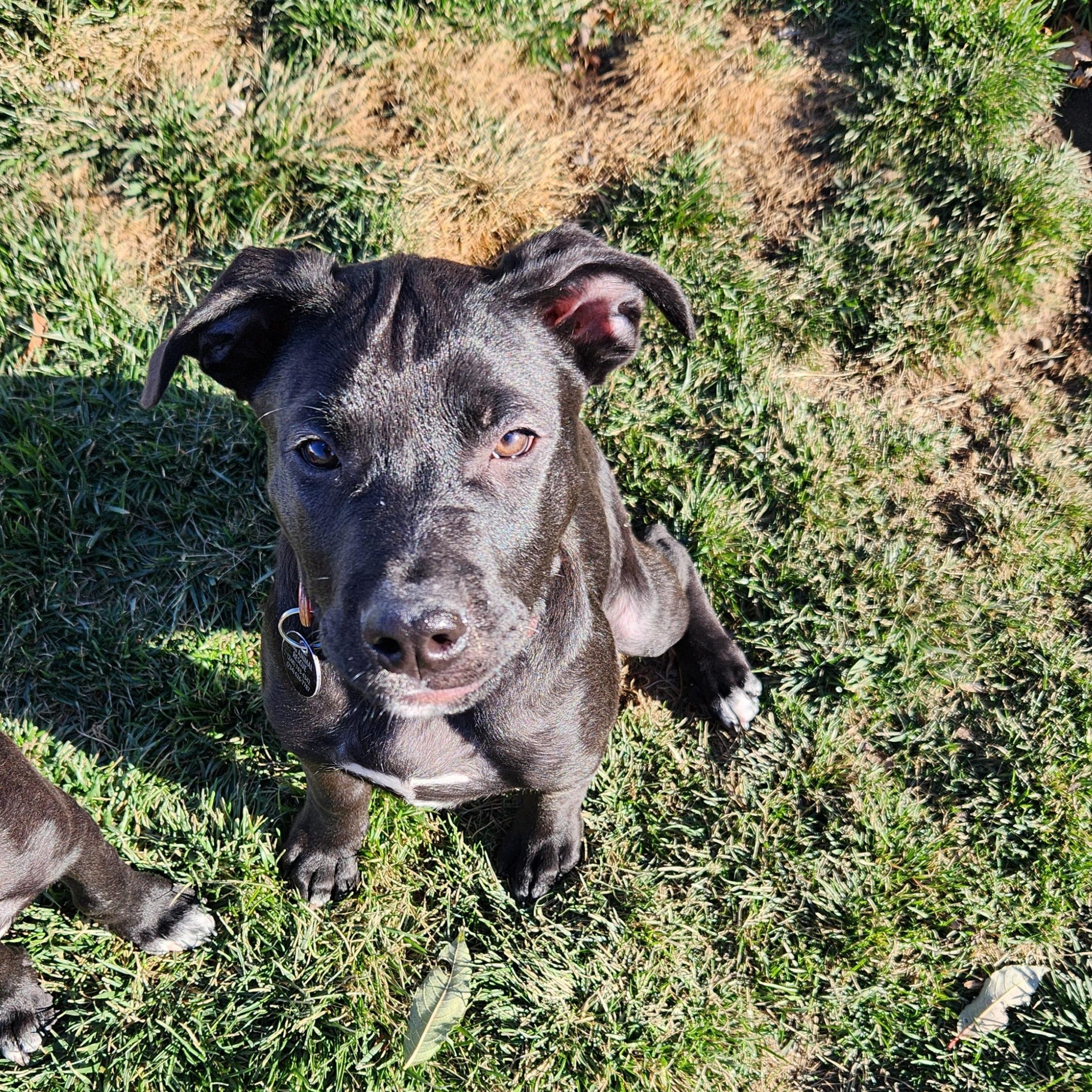 Enlarge Mannix ~ Adopted 12/20/25, an adopted mixed breed in Livonia, MI image 3/6