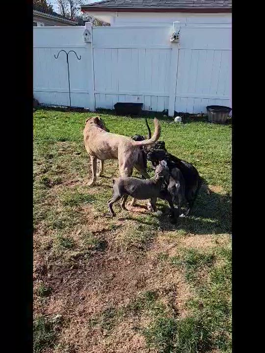 Enlarge Mannix ~ Adopted 12/20/25, an adopted mixed breed in Livonia, MI video 6/6