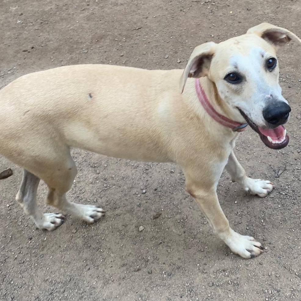 Balam, an adoptable Mixed Breed in Las Jarretaderas, NAY, 63735 | Photo Image 1