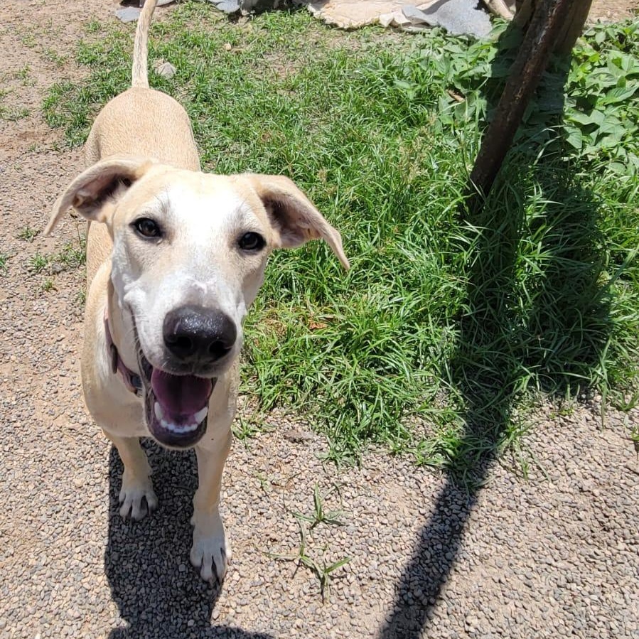 Balam, an adoptable Mixed Breed in Las Jarretaderas, NAY, 63735 | Photo Image 4