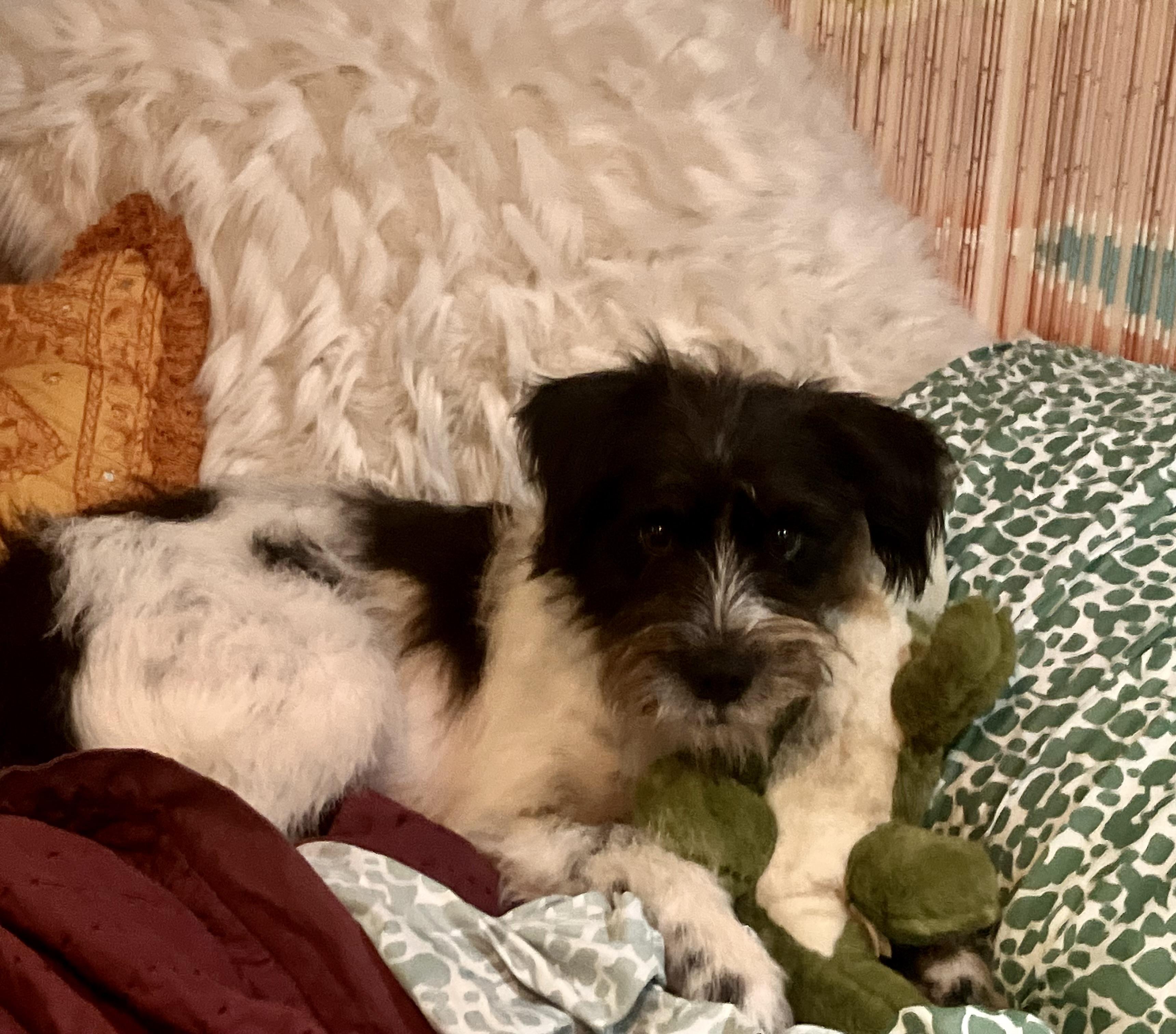 Layla, a Adoptable mixed breed in Falls Church, VA image 4/5