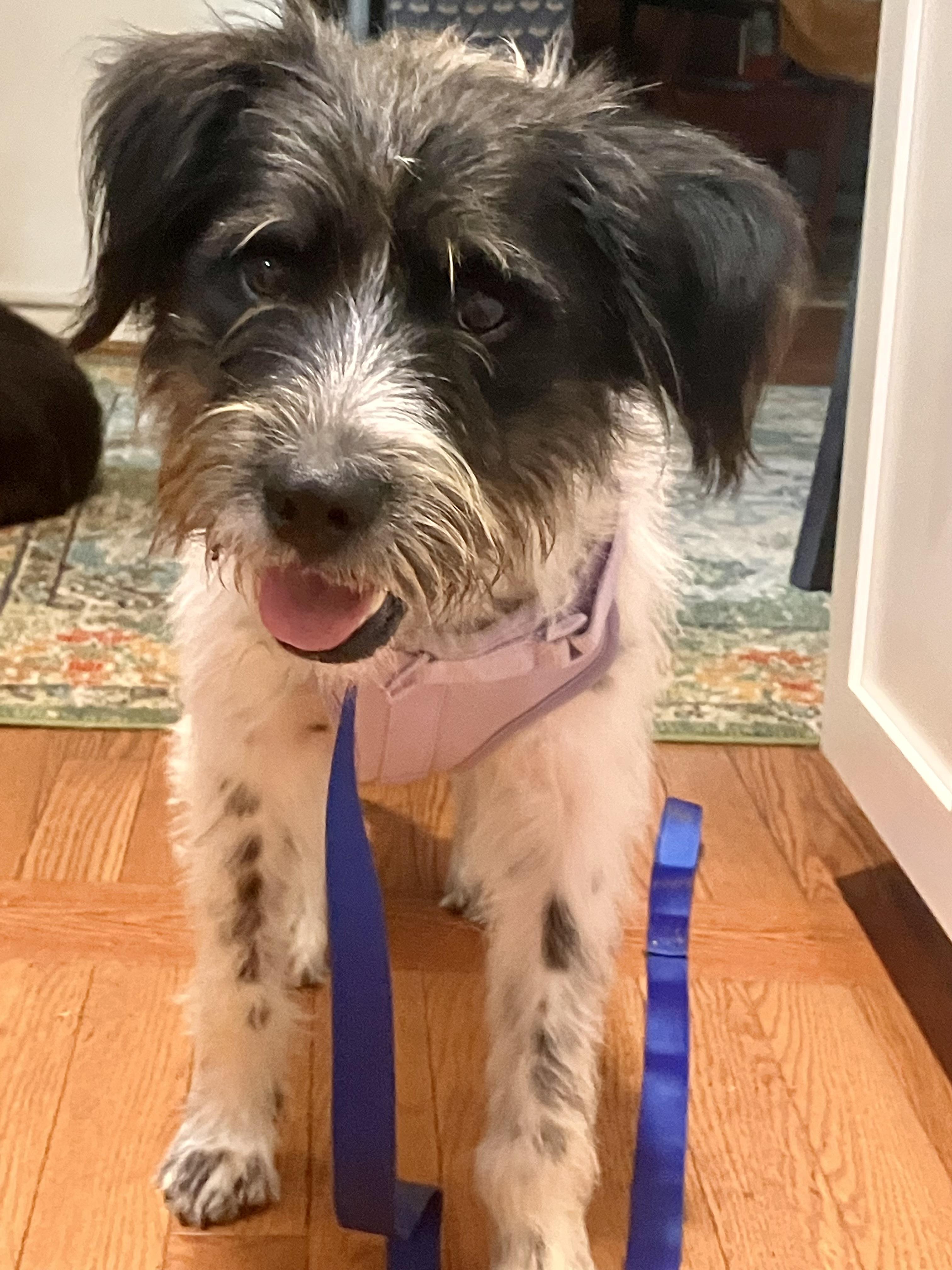 Layla, a Adoptable mixed breed in Falls Church, VA image 1/5