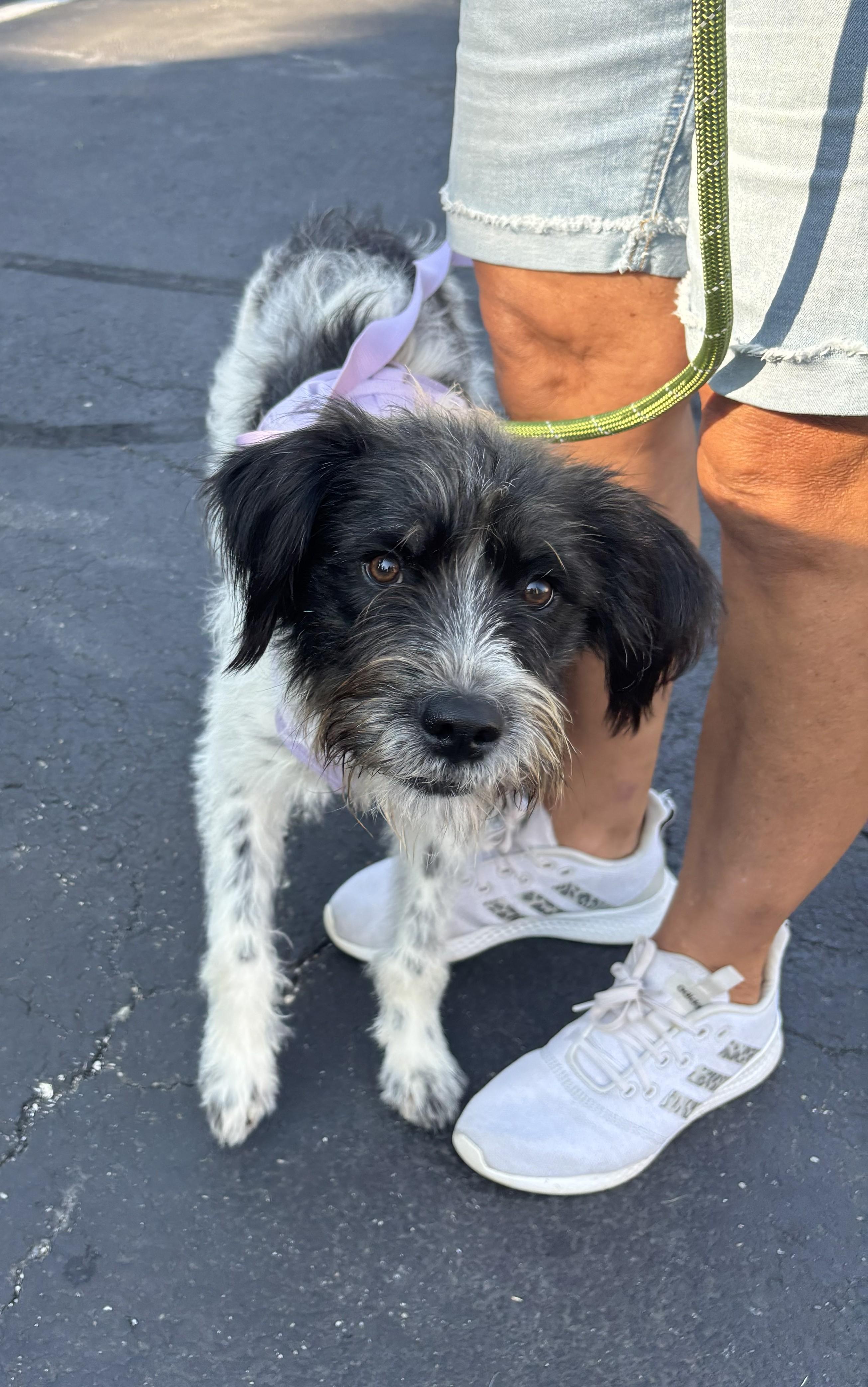 Layla, a Adoptable mixed breed in Falls Church, VA image 5/5