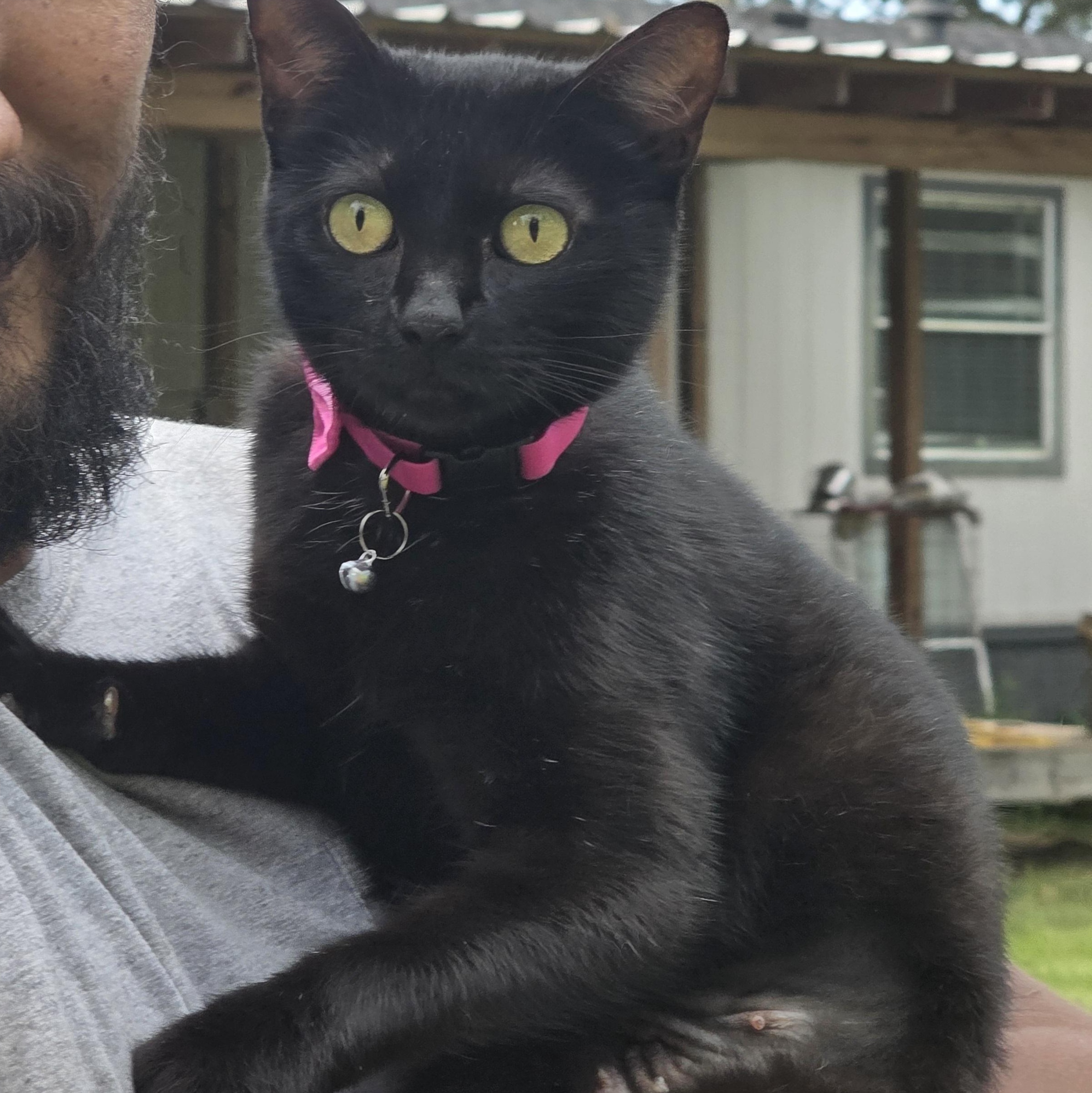 Enlarge Katy, a Adoptable Domestic Short Hair in Canton, MA image 1/5