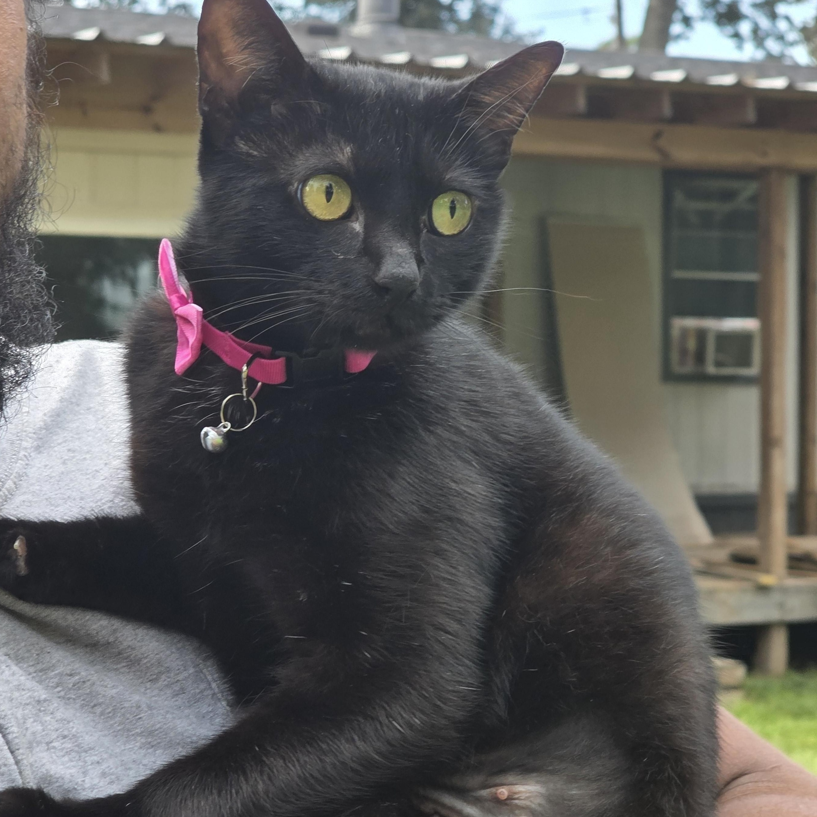 Enlarge Katy, a Adoptable Domestic Short Hair in Canton, MA image 3/5