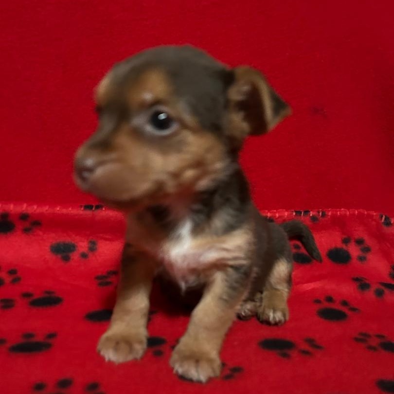 Enlarge Copper, a Adoptable mixed breed in Bartonsville, PA image 3/4