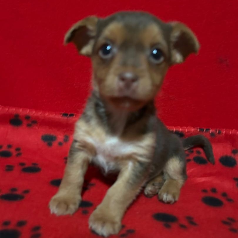 Enlarge Copper, a Adoptable mixed breed in Bartonsville, PA image 1/4