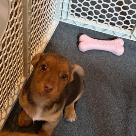 Copper, an adopted mixed breed in Bartonsville, PA image 5/5