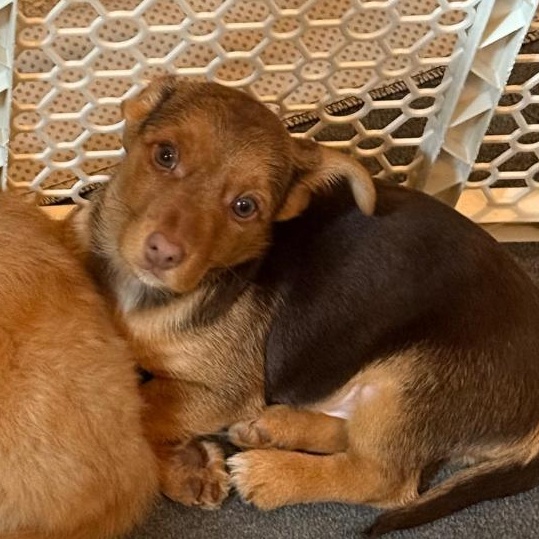 Copper, an adopted mixed breed in Bartonsville, PA image 4/5
