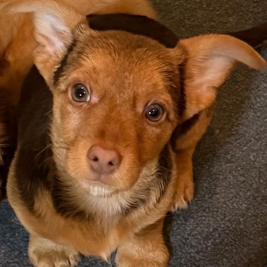 Copper, an adopted mixed breed in Bartonsville, PA image 1/5