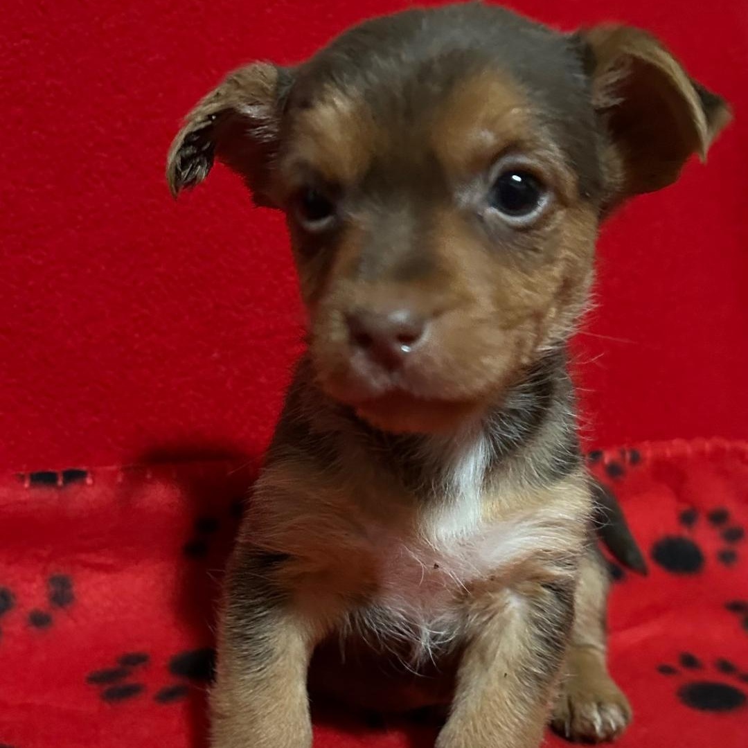 Enlarge Copper, a Adoptable mixed breed in Bartonsville, PA image 4/4