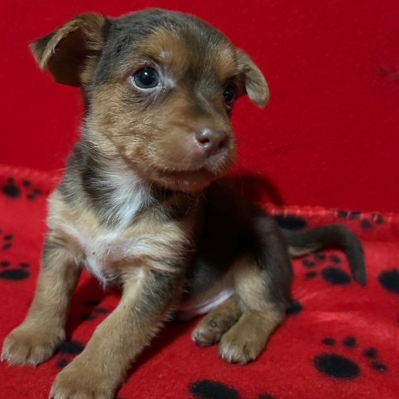 Enlarge Copper, a Adoptable mixed breed in Bartonsville, PA image 2/4