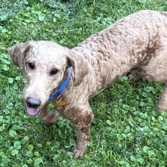 Enlarge Walter, a Adoptable mixed breed in Painesville, OH image 2/5
