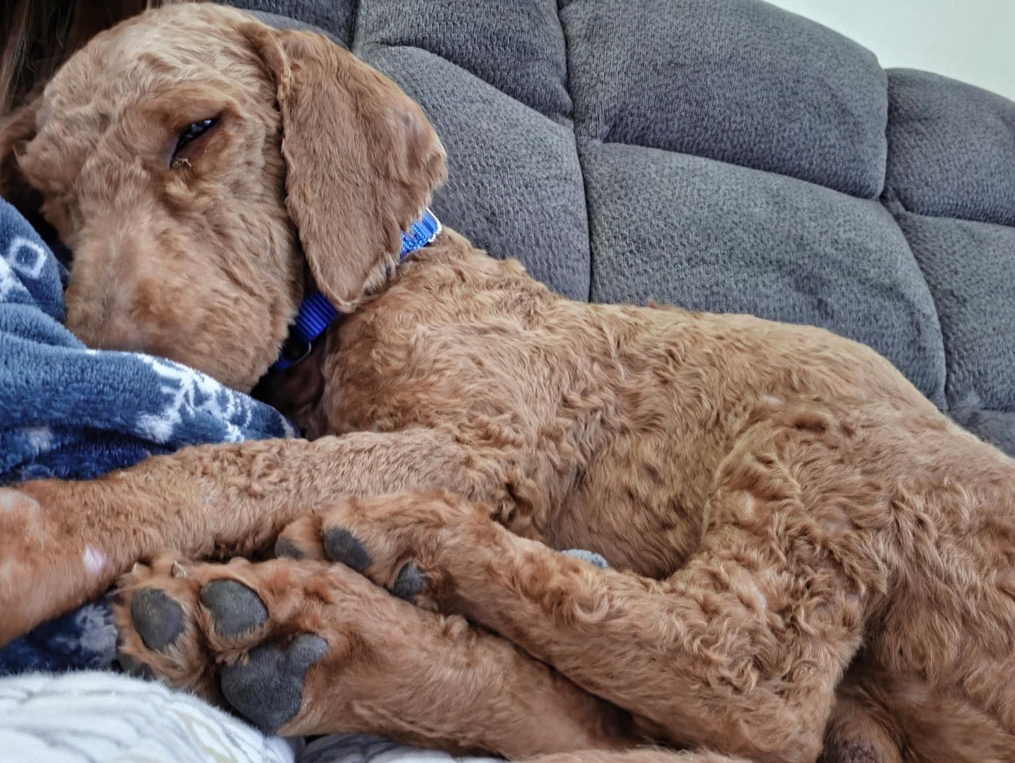 Enlarge Walter, a Adoptable mixed breed in Painesville, OH image 3/5