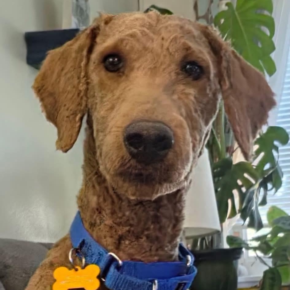 Enlarge Walter, a Adoptable mixed breed in Painesville, OH image 5/5