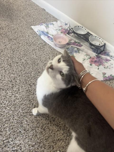 Enlarge CECILIA, a Adoptable Domestic Short Hair in Derwood, MD image 1/1