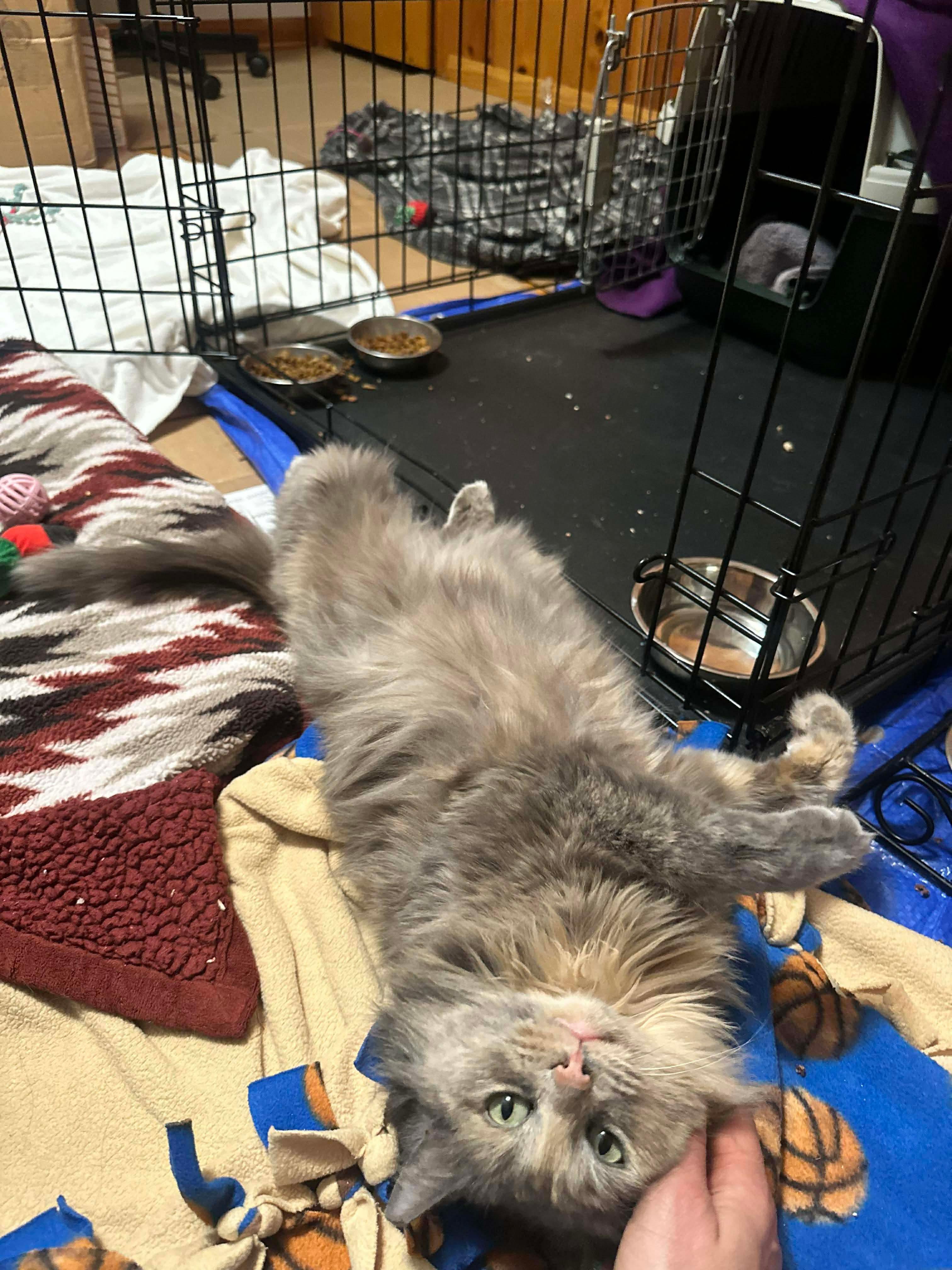 Enlarge Muffin, a ADOPTABLE Domestic Long Hair in Milwaukee, WI image 2/4