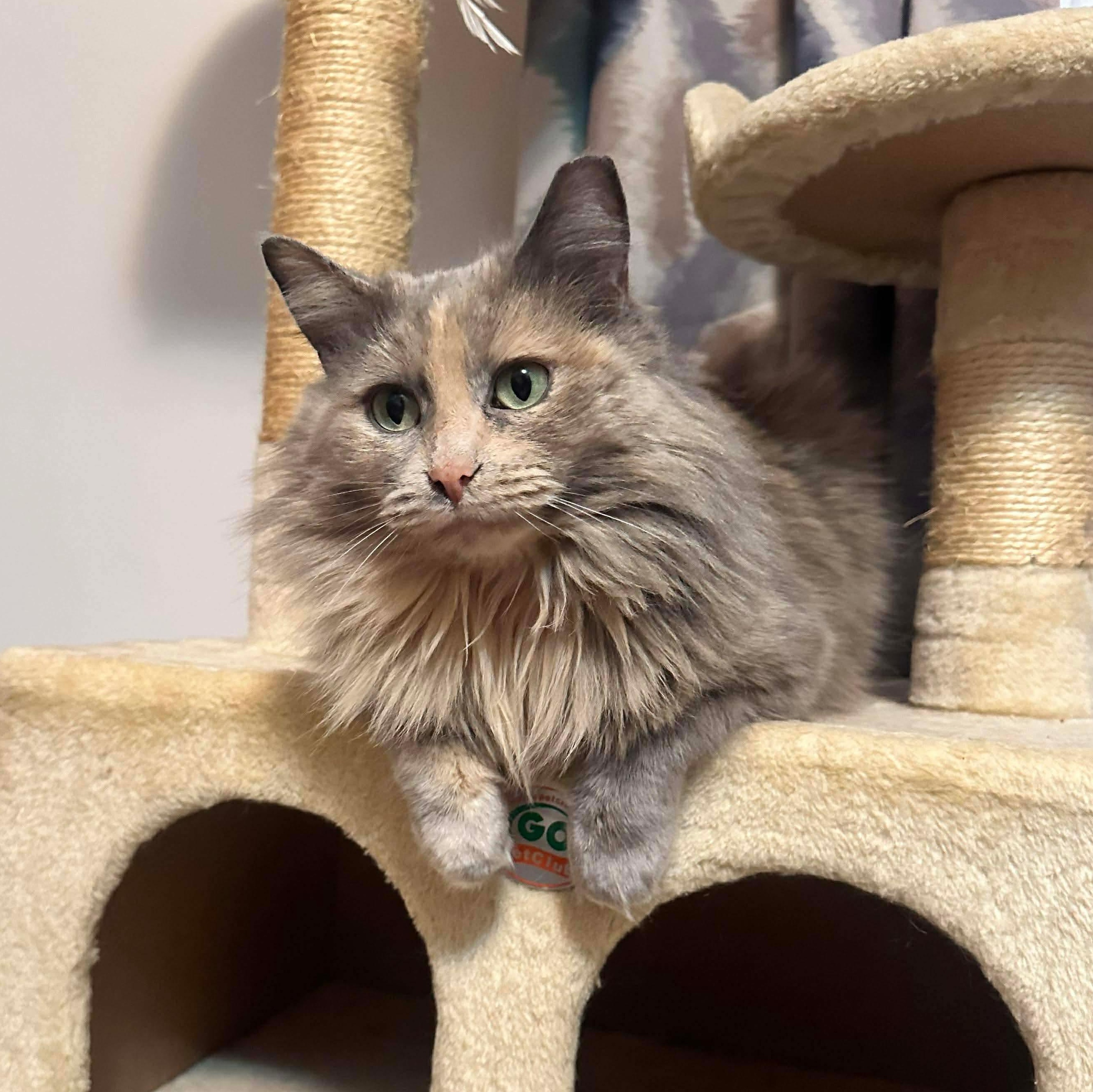 Enlarge Muffin, a ADOPTABLE Domestic Long Hair in Milwaukee, WI image 1/4