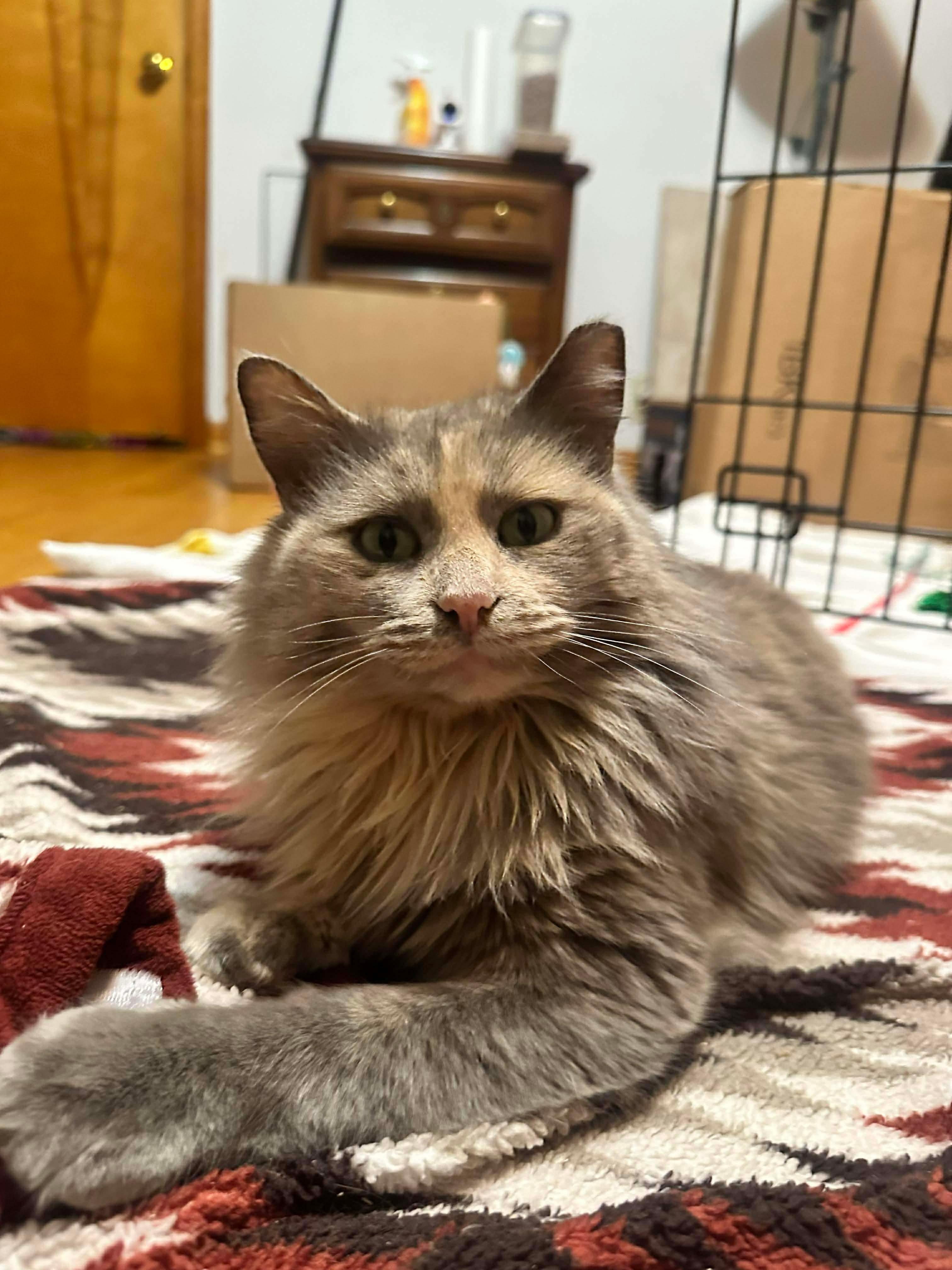 Enlarge Muffin, a ADOPTABLE Domestic Long Hair in Milwaukee, WI image 3/4