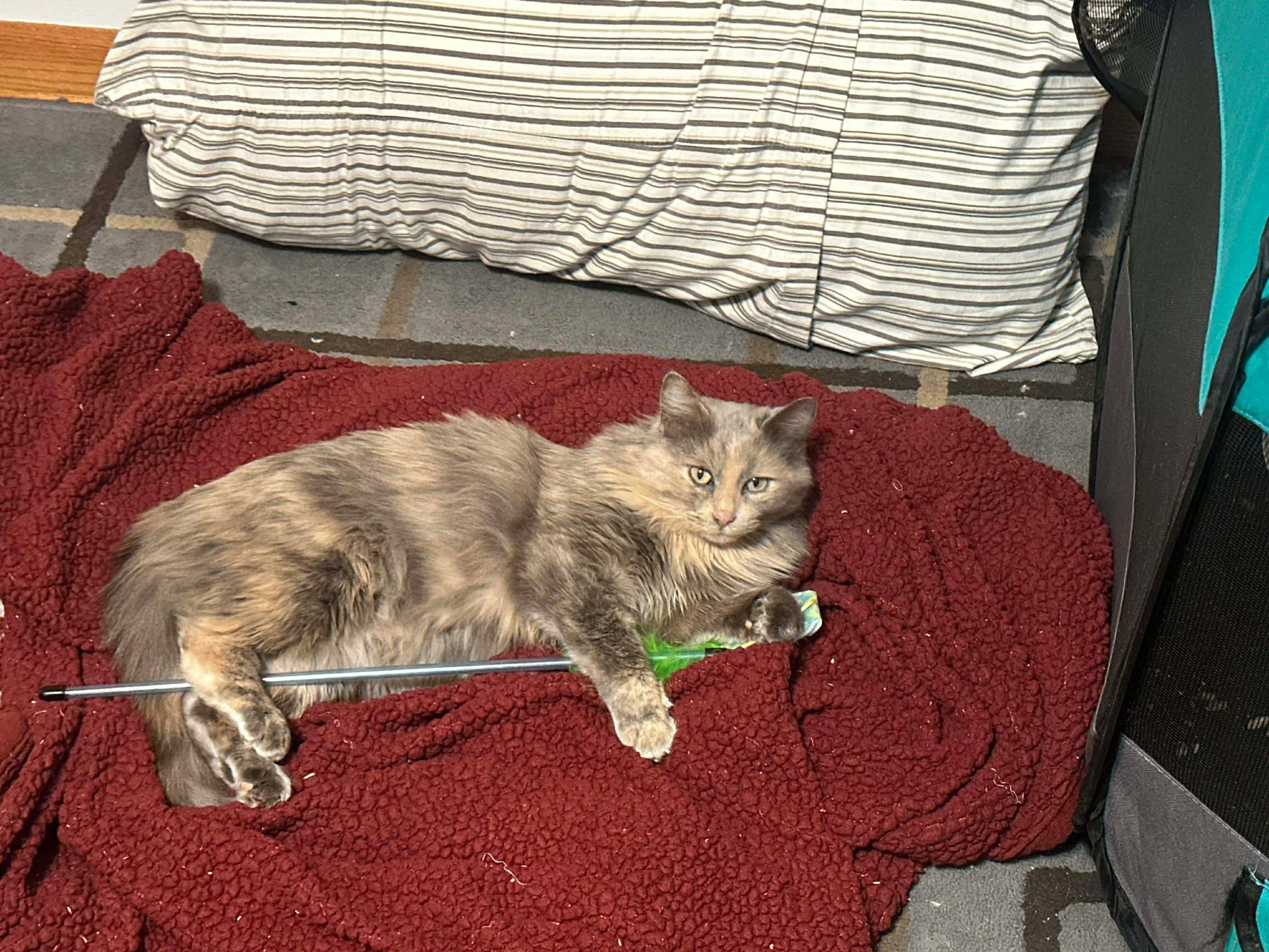 Enlarge Muffin, a ADOPTABLE Domestic Long Hair in Milwaukee, WI image 4/4