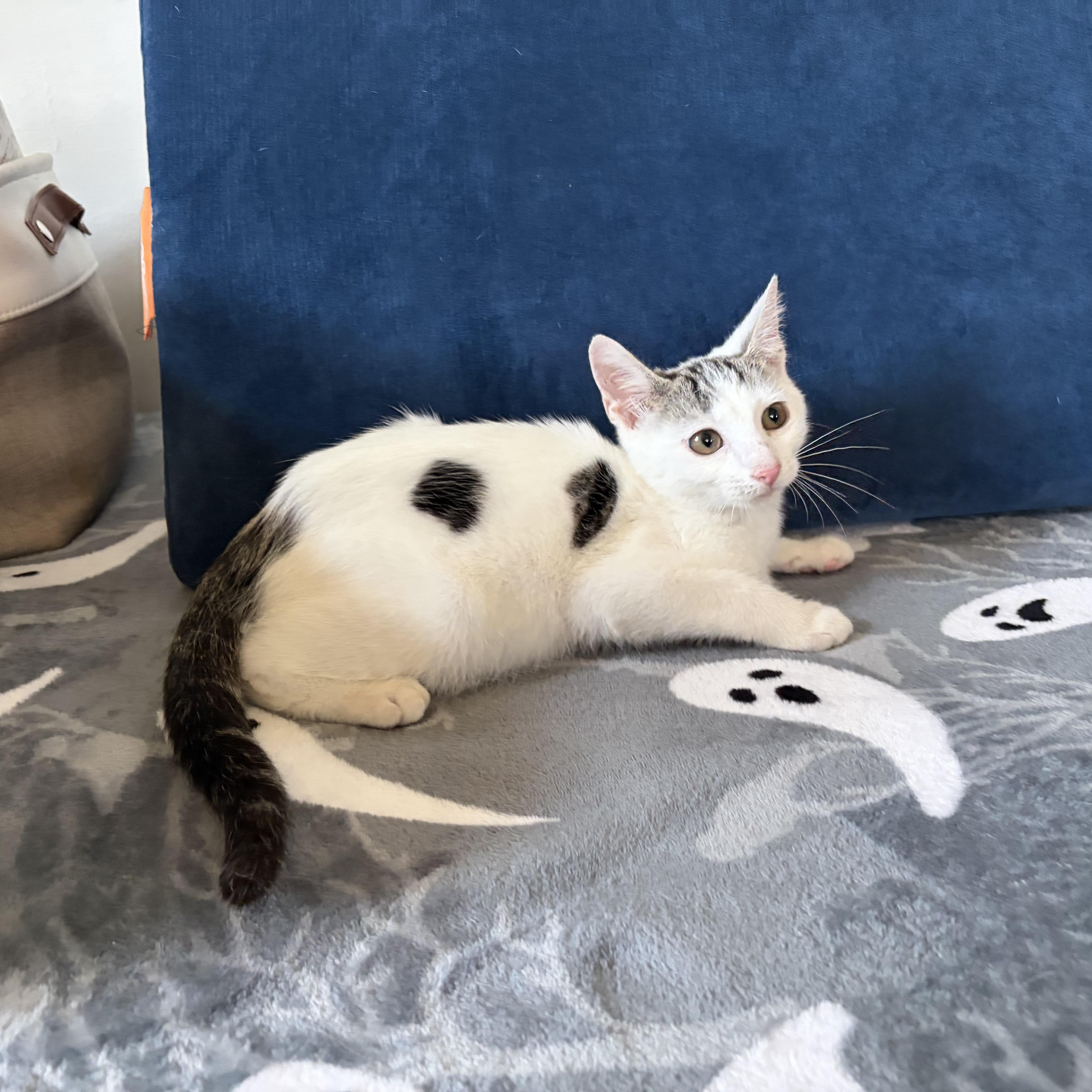 Frodo, Adoptable, Kitten Male Domestic Short Hair.