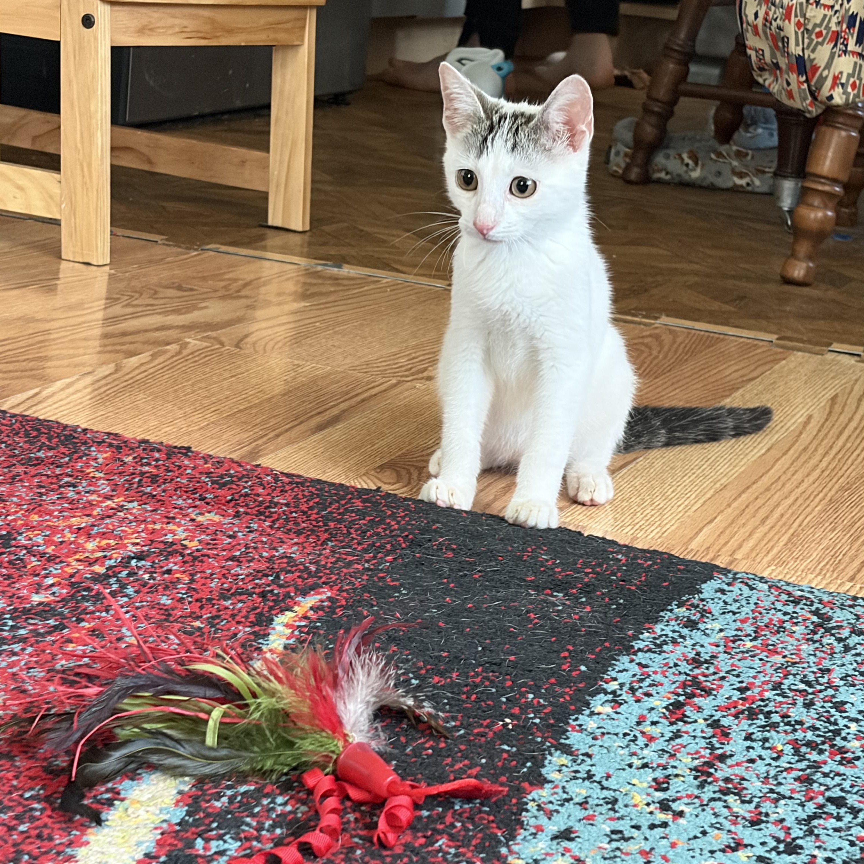 Enlarge Frodo, a Adoptable Domestic Short Hair in Erwin, TN image 2/4