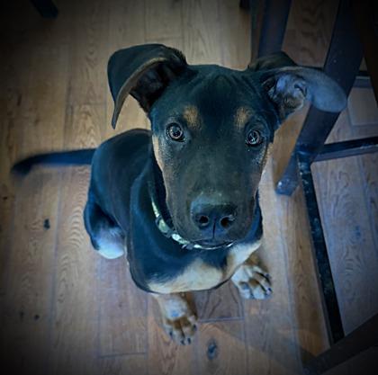 Mr.Piggy, Adoptable, Young Male German Pinscher & Mixed Breed.