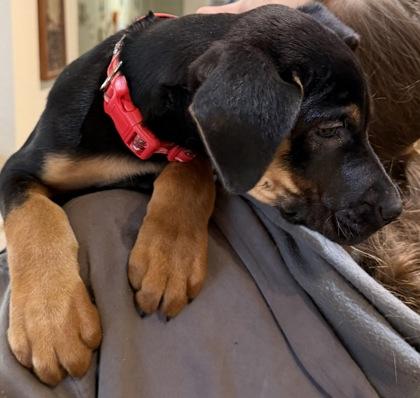 Enlarge Mr.Piggy, a Adoptable mixed breed in Klamath Falls, OR image 2/2